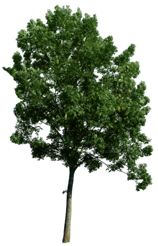 Tree Corner PNG images