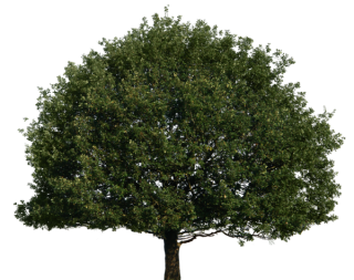 Tree Top Png Tree PNG images