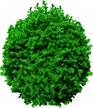 Tree Top View Pine Tree Png PNG images