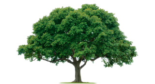 Png Format Images Of Tree PNG images