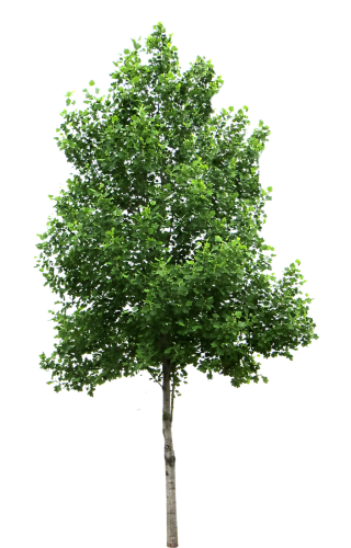 Tree Image PNG PNG images