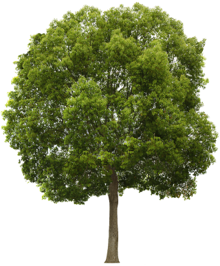 Tree Collection Clipart Png PNG images