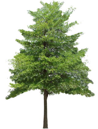 Free Download Tree Vector Png PNG images