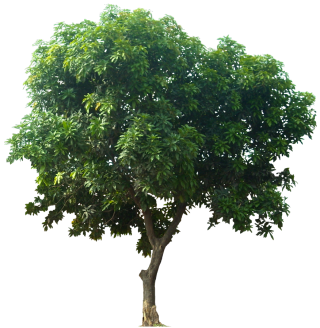 Icon Download Tree PNG images