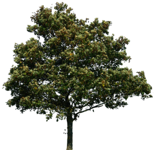 Png Tree Designs PNG images