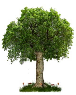 Background Tree PNG images