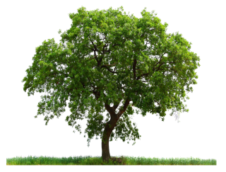 Tree Png Tree Transparent Background Freeiconspng