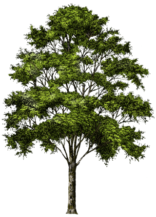 Clipart Tree Collection Png PNG images