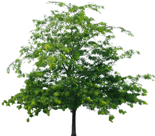 Best Tree Clipart Png PNG images