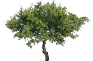 Vector Png Tree PNG images