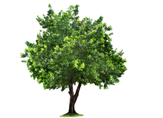 Tree Png Background Transparent PNG images