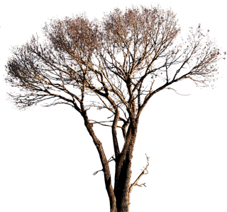 Png Tree Vector PNG images