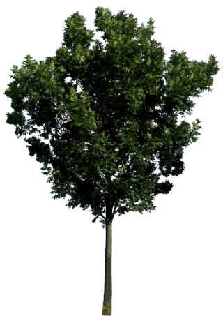 Transparent Png Background Tree PNG images