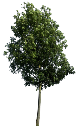 Tree Clipart PNG PNG images