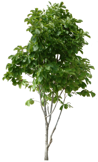 Pictures Tree Free Clipart PNG images