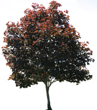 Tree Adult Transparent PNG Image PNG images