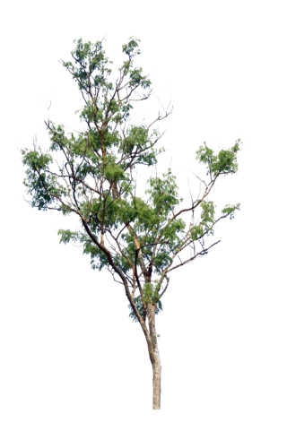 PNG Tree Picture PNG images