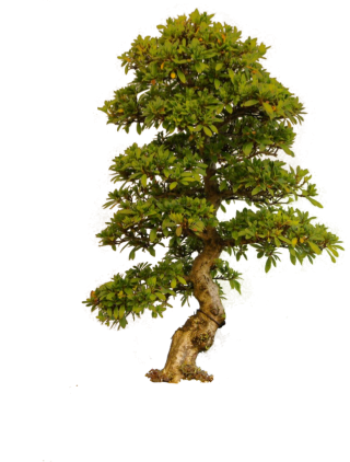 PNG Tree Transparent PNG images