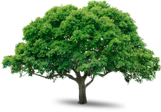 Tree Drawing png download - 1600*1600 - Free Transparent Final