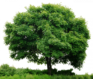 Tree In Png PNG images