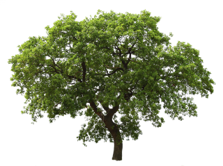 High-quality Tree Cliparts For Free! PNG images