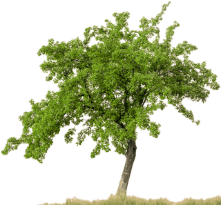 Download Free High-quality Tree Png Transparent Images PNG images