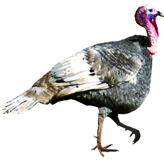 Animal Birds Turkey Png PNG images