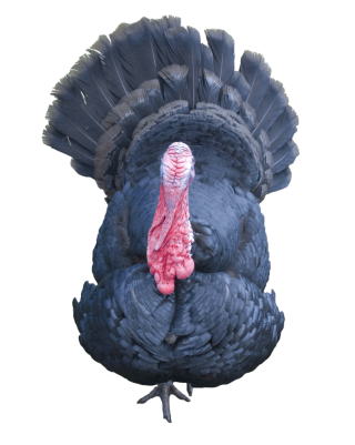 Transparent Turkey Background PNG images