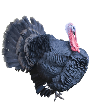 Best Free Turkey Png Image PNG images