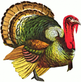 Turkey Png Available In Different Size PNG images