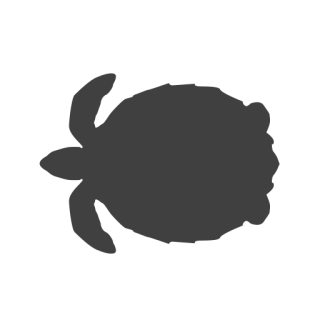 Vector Turtle Icon PNG images
