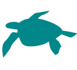 Icon Turtle Download Png PNG images