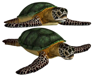 Png Turtle Best Clipart PNG images