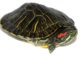 Turtle Png Vector PNG images