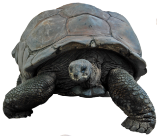 Download Turtle High-quality Png PNG images