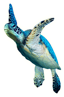 Picture PNG Turtle PNG images