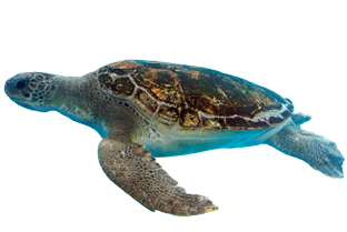 High-quality Turtle Cliparts For Free! PNG images