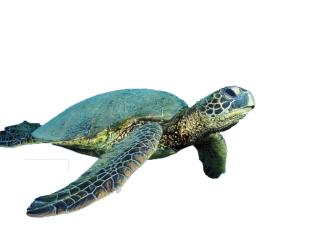 Turtle Vector Free Png Download PNG images