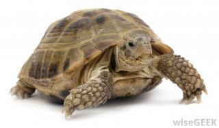 Background Turtle PNG images