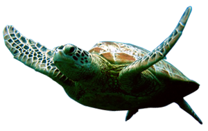 Hd Turtle Image In Our System PNG images