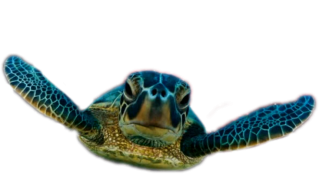 Turtle Designs Png PNG images