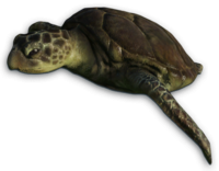 Get Turtle Png Pictures PNG images