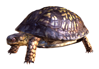 Best Collections Png Image Turtle PNG images
