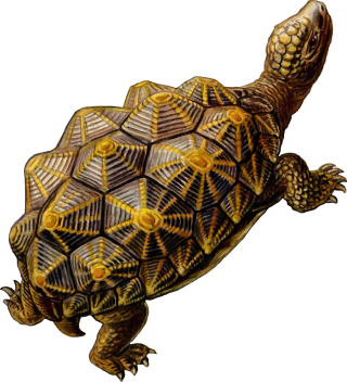 Turtle Download Free Images PNG images