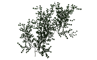 Climbing Vine Green Png PNG images