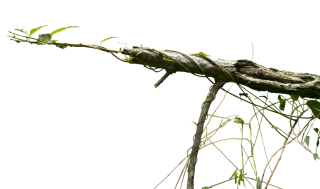 Creepy Vine PNG PNG images