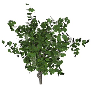 Grape Vine Png PNG images