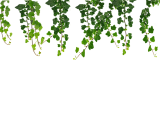 Ivy Hanging Vines Png PNG images
