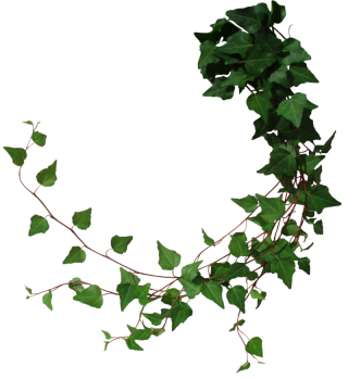 Ivy Png ClipArt PNG images