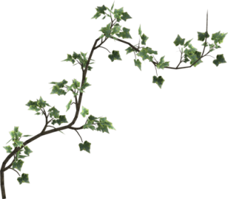 Ivy Vine Png Clipart PNG images